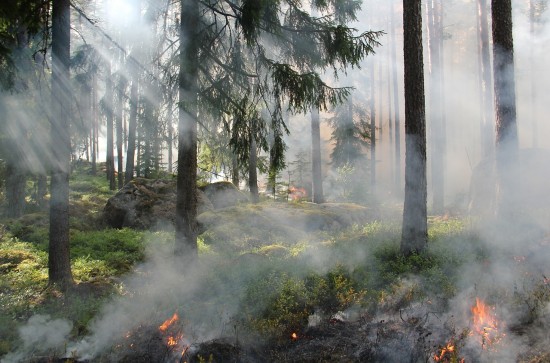 Собянин рассказал о помощи Москвы в борьбе с лесными пожарами в Рязанской области