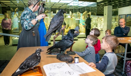 «Дошкольная академия» Дарвиновского музея возобновляет свою работу с 1 сентября
