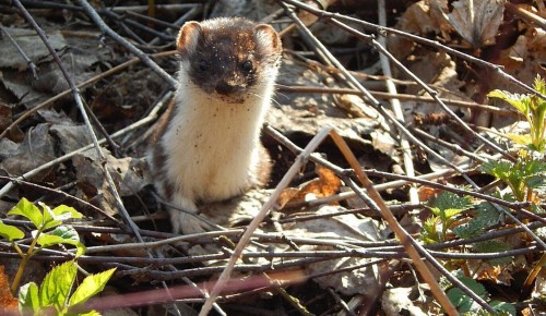 На природных территориях ЮЗАО заметили редких краснокнижных животных