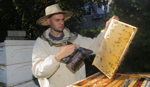 Строим пасеку с нуля. Специалисты поделились секретами содержания пчел