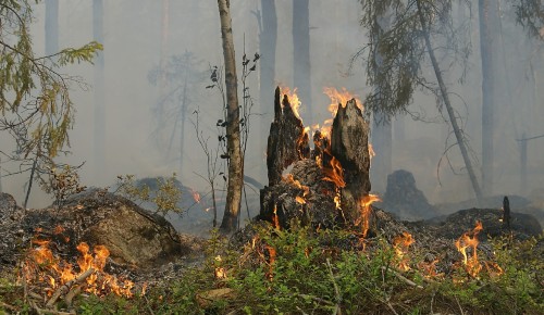Собянин: Задействованная в тушении лесных пожаров под Рязанью группировка увеличена до 9 тысяч человек