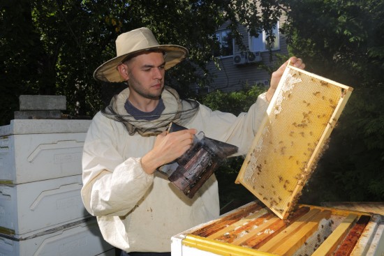Строим пасеку с нуля. Специалисты поделились секретами содержания пчел