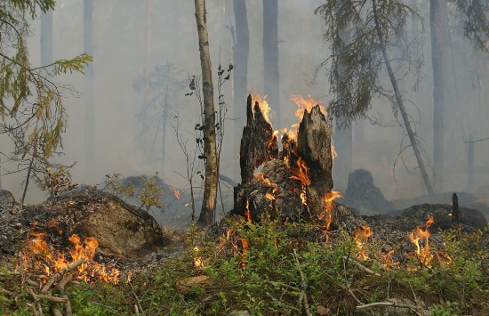 Собянин: Москва увеличила группировку для тушения лесных пожаров до 9 тысяч человек