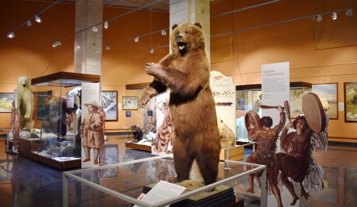 Выставка «Человек и медведь» в Дарвинском музее