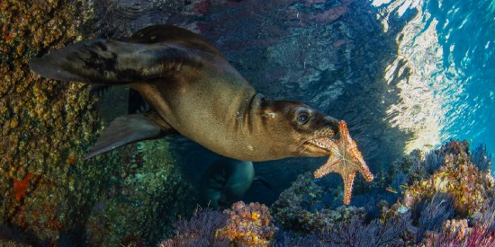 В Дарвиновском музее 6 сентября откроется фестиваль «Дикий подводный мир»