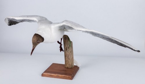 Фонд Дарвиновского музея пополнился чучелом озёрной чайки
