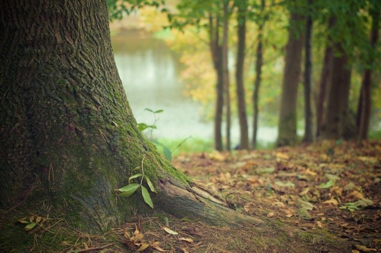 В экоцентре «Битцевский лес» пройдет экскурсия «Что такое осень?» 1 сентября