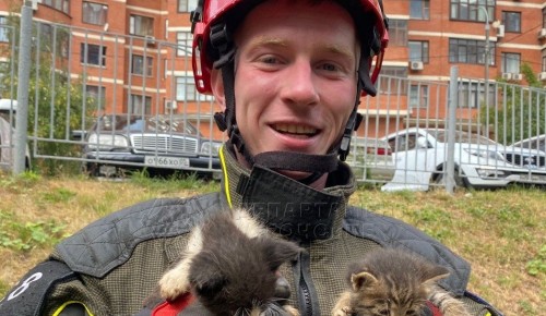 В Конькове спасли котят из вентиляционной шахты