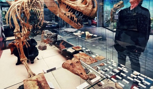 В Дарвиновском музее для детей проведут онлайн-занятие «Тираннозавр Рексик ведет расследование» 6 сентября