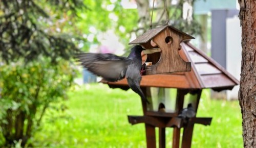 Жителям ЮЗАО предложили смастерить кормушки для птиц и белок