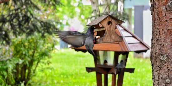 Жителям ЮЗАО предложили смастерить кормушки для птиц и белок