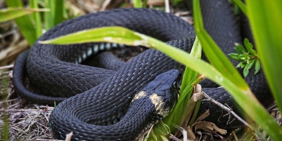 В Битцевском лесу зафиксировали высокую активность ужей
