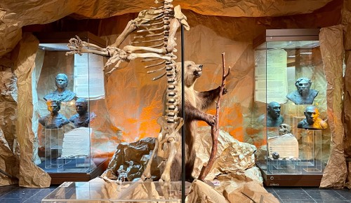 В Дарвиновском музее рассказали о доисторическом виде медведей