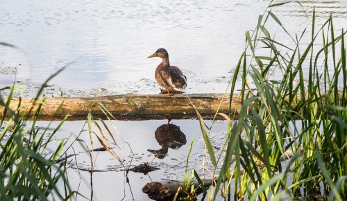  Берег Теплостанского пруда очистят от мусора