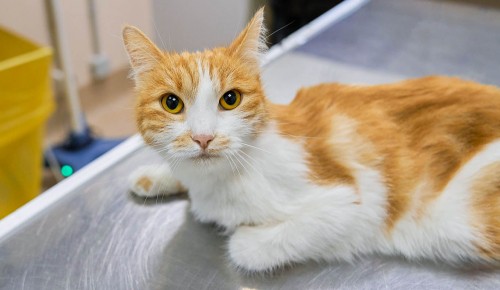 На юго-западе Москвы можно бесплатно вакцинировать животных