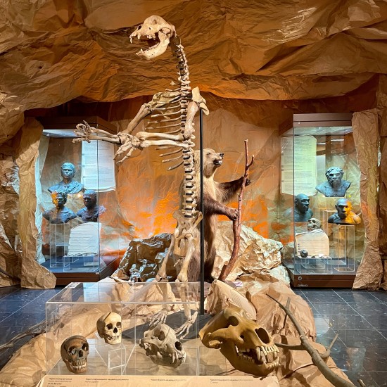 В Дарвиновском музее рассказали о доисторическом виде медведей