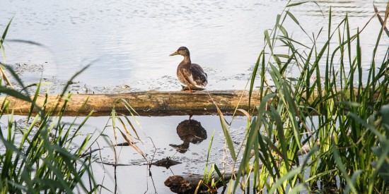  Берег Теплостанского пруда очистят от мусора