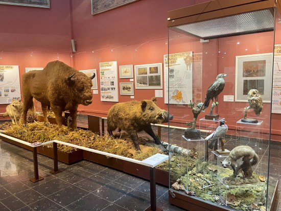 В Дарвиновском музее для посещения доступна выставка «Зубр возвращается»