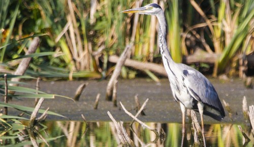 В Битцевском лесу заметили краснокнижных цапель
