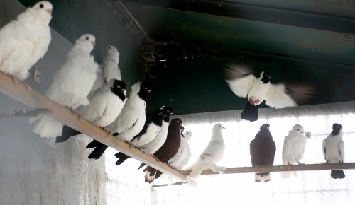 Лети, моя голубка. Стоит ли жителям ЮЗАО опасаться птиц, расплодившихся в городе