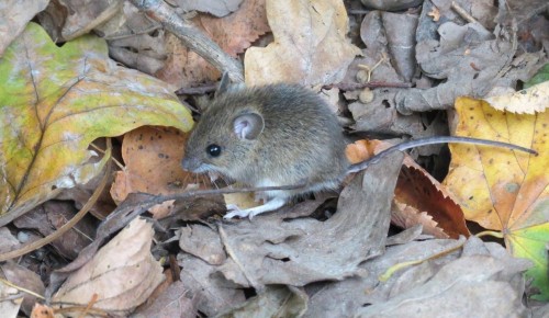 Жители Ломоносовского района могут научиться различать лесную мышь от других грызунов
