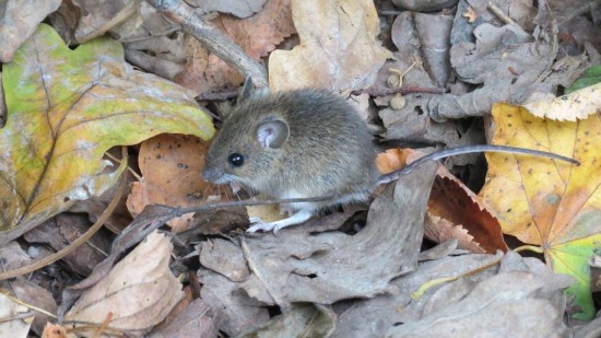 Жители Ломоносовского района могут научиться различать лесную мышь от других грызунов