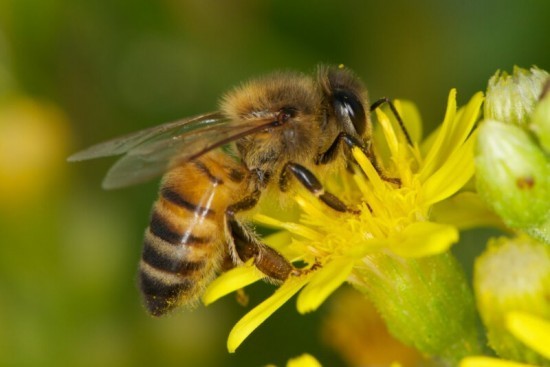 В экоцентре «Битцевский лес» 4 октября пройдет квест «Пчелиная семейка»