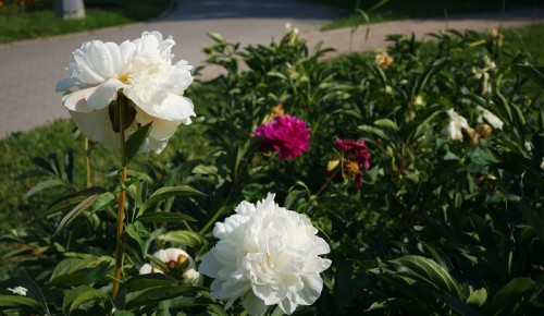 В «Меридиане» дети смастерят для педагогов цветочные композиции