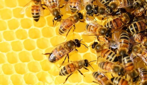 В ландшафтном заказнике «Теплый Стан» организуют занятие «Удивительный мир пчел» 8 октября