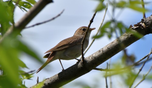 Жители ЮЗАО могут поучаствовать в «Евразийском учете птиц-2022»