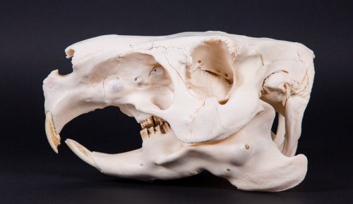 Коллекция Дарвиновского музея пополнилась черепом капибары