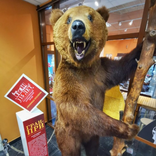 Дарвиновский музей презентовал самый популярный экспонат — медведицу Машку