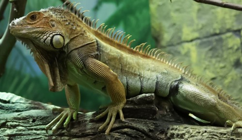 В Южном Бутове спасли застрявшую за стиральной машиной игуану