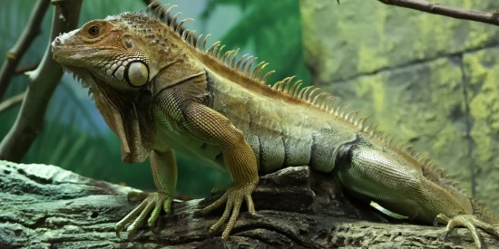 В Южном Бутове спасли застрявшую за стиральной машиной игуану