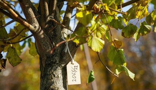 Жители ЮЗАО могут посадить именное дерево в Битцевском лесу