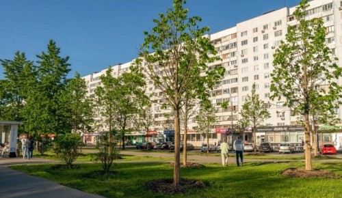 Петр Бирюков: более 5 тыс. крупномеров украсят видовые пространства и магистрали Москвы