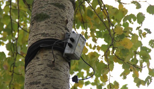Датчики предскажут, какое дерево может упасть. «Умные» устройства появились в парке РУДН