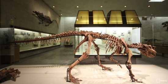 Палеонтологический музей будет работать без выходных во время ноябрьских праздников