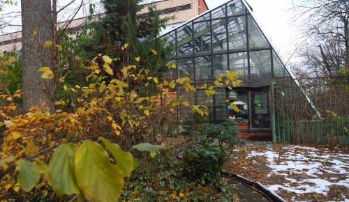 Первый снег в Ботаническом саду Дворца пионеров