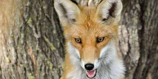В экоцентре «Битцевский лес» 3 ноября состоится занятие «День хозяина леса: лиса»