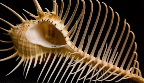 Сотрудники Дарвиновского музея рассказали историю создания коллекции раковин