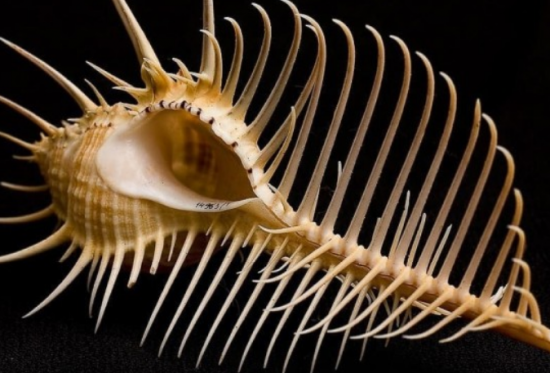 Сотрудники Дарвиновского музея рассказали историю создания коллекции раковин