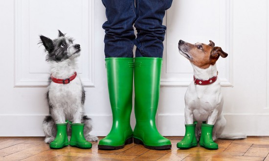 Пёс в сапогах. Ветврач объяснил, нужно ли одевать собак на прогулку