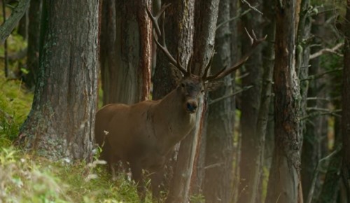 «Ковчег» бесплатно покажут в культурном центре «Вдохновение» в рамках фестиваля актуального научного кино