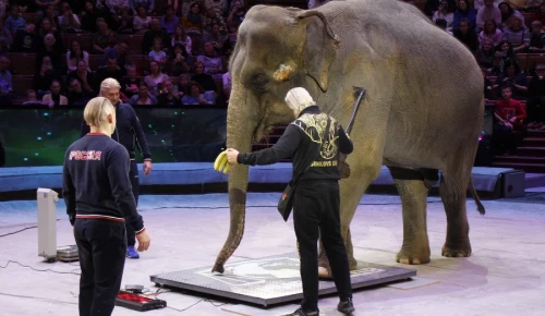 Взвешивание животных в Большом Московском цирке