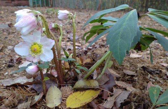 В Московском дворце пионеров расцвел морозник черный