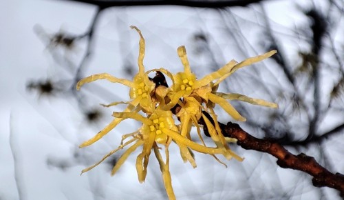 «Ведьмин орех» расцвел в Московском дворце пионеров