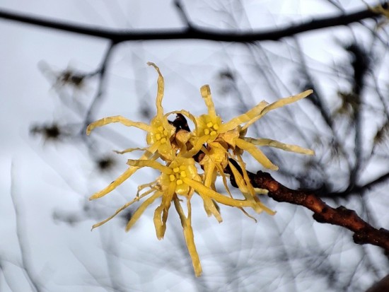 «Ведьмин орех» расцвел в Московском дворце пионеров