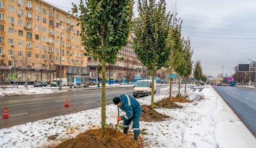 На Ленинском проспекте начали высаживать вязы, яблони, дубы и клены