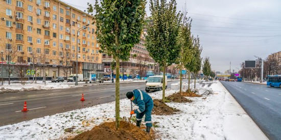 На Ленинском проспекте начали высаживать вязы, яблони, дубы и клены